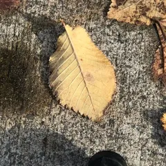 Field Elm thumbnail 1