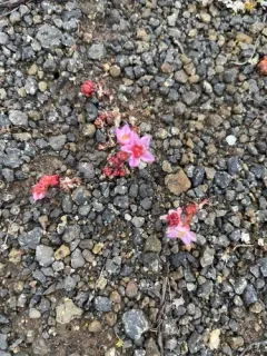 Hairy Stonecrop thumbnail 2