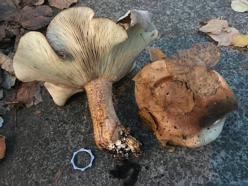 Oak-loving Trich