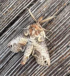 Large Paectes Moth thumbnail 2
