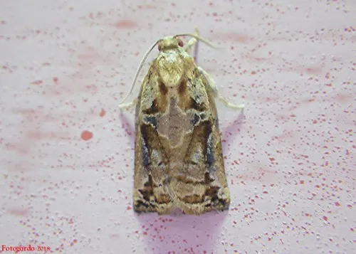 Pine Tortrix