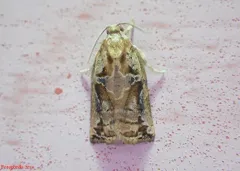 Pine Tortrix thumbnail 1