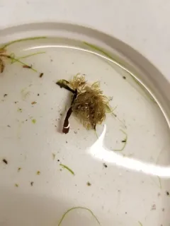 Fern Bryozoan thumbnail 1