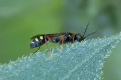 Mellinus rufinodus thumbnail 3