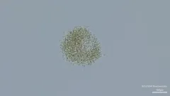Microcystis smithii thumbnail 2