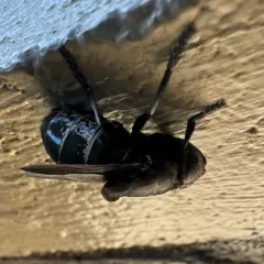 Mouse Bot Fly thumbnail 4