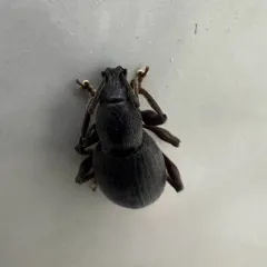 Lilac Root Weevil thumbnail 4
