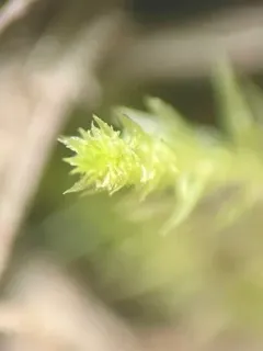 Pohlia proligera thumbnail 3