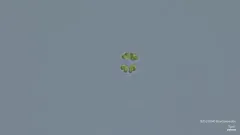 Gomphosphaeria aponina thumbnail 4