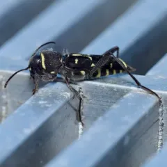Spruce Zebra Beetle thumbnail 4