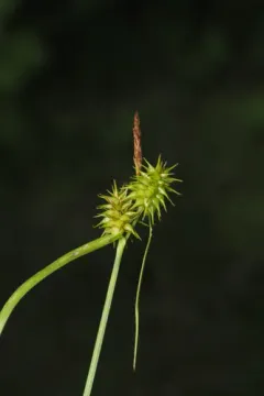yellow-green sedge thumbnail 6