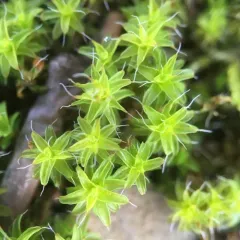 Star Moss thumbnail 2
