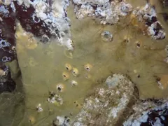 Hamacantha hyaloderma thumbnail 3