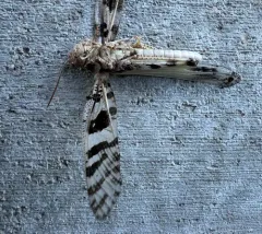 Spurcate Grasshopper thumbnail 3
