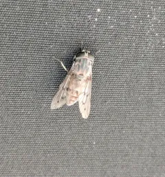 Furrowed Horse Fly thumbnail 2