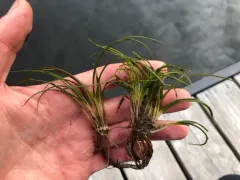 Tuckerman's quillwort thumbnail 2