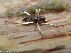 Macronychus glabratus thumbnail 4