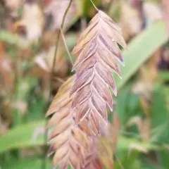river oats thumbnail 3