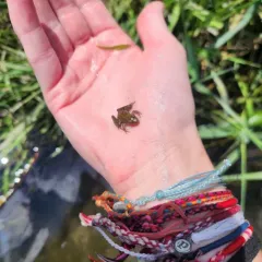 Blanchard's Cricket Frog thumbnail 3