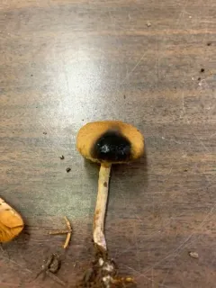 Cortinarius fulvescens thumbnail 2