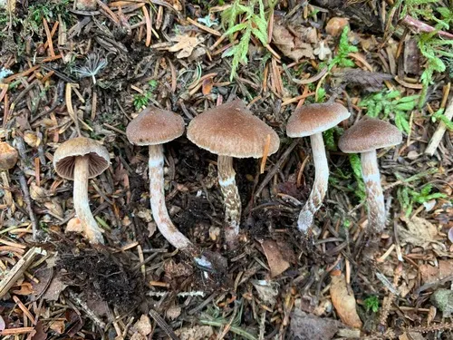 Cortinarius subparvannulatus