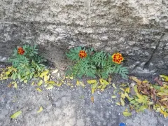 Mexican Marigold thumbnail 2