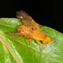 Icterica circinata thumbnail 4