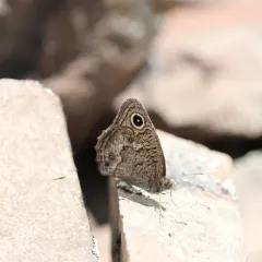 Great Basin Wood-Nymph thumbnail 4
