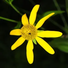 cutleaf coneflower thumbnail 2
