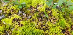 Acutetip Aulacomnium Moss thumbnail 4