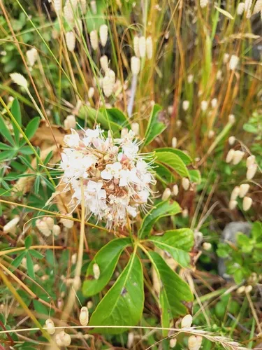 California buckeye