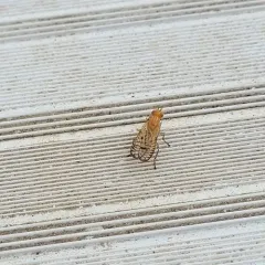 Tetanocera valida thumbnail 2