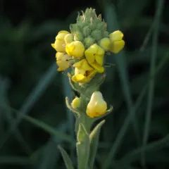 great mullein thumbnail 3