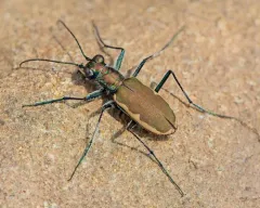 Cobblestone Tiger Beetle thumbnail 4