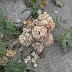 Beach Glehnia thumbnail 4