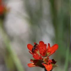 Oval-headed Sweat Bee thumbnail 4