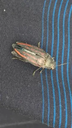 Lined Buprestid Beetle thumbnail 3