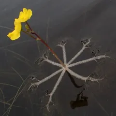 Small Swollen Bladderwort thumbnail 2