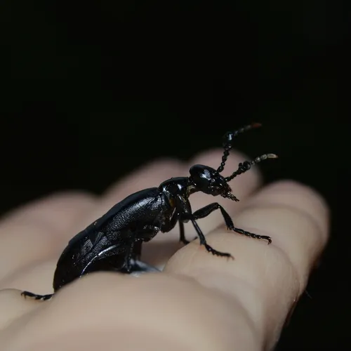 Meloe strigulosus