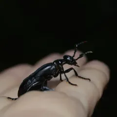 Meloe strigulosus thumbnail 1