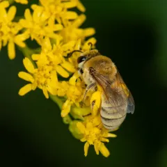 Goldenrod Cellophane Bee thumbnail 4