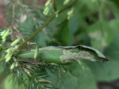 Liriomyza orilliensis thumbnail 4