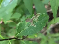 Agromyza valdorensis thumbnail 4