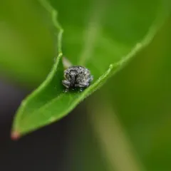 Acanthoscelidius acephalus thumbnail 3