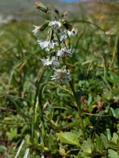 alpine rattlesnake root thumbnail 4