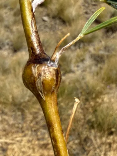 Lupine Stem Gall Midge