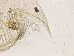 Picripleuroxus denticulatus thumbnail 4