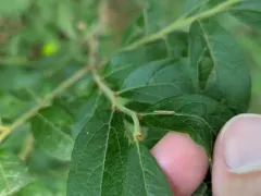 Coleophora vacciniivorella thumbnail 4
