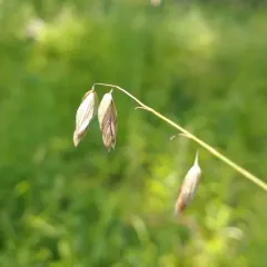 Threeflower Melicgrass thumbnail 3