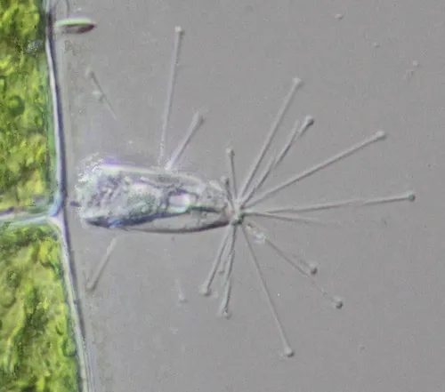 Discophrya elongata